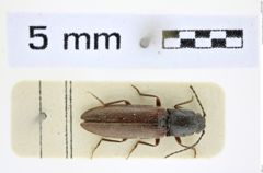Foto (Dorsalansicht) von Athous (Haplathous) korabicus (Csiki, 1940) (NHMW-ZOO-COL-0008477)
